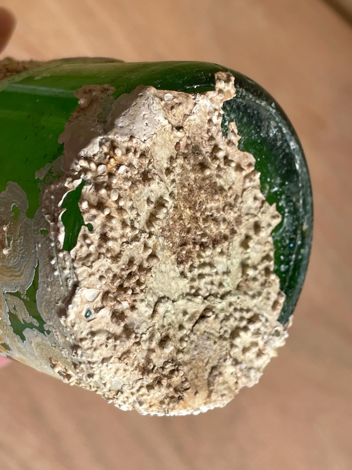Coral Encrusted Undersea Green Pop/Soda Bottle